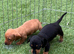 3 female Mini dachshunds for sale