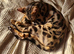 Cuddly Charity Donation **Breed Quality**