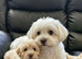 BEAUTIFUL MALTIPOO GIRL
