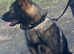 DDR German Shepherd