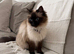 Ragdoll cat