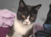 I've got two beautiful girls looking for there forever home need to go together there both sister