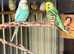 Breeding pair of budgies