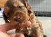 3 x Toy F2 Cockapoo puppies left!