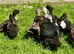 Pairs of tame hacked call ducks