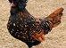 Polish vaccinated point of lay pullets