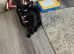 Black kitten 15 weeks old