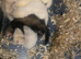 8 week old ferrets