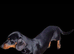 PRA CLEAR MINIATURE DACHSHUND GIRLS