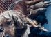 LITTER COCKERPOO