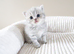 ️ Kittens Arriving Soon ️