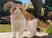Gorgeous Male Kitten