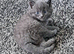 Little boy blue available