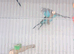 Blue budgies