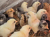 1day old chicks Mix breed