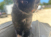 Kittens for sale