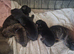 Puppys