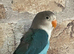 Beautiful baby lovebird