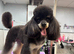 Ozzie available for stud