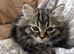 Persian kittens x
