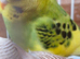 5 young budgies for sale in Maidstone