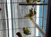 Baby lovebirds Glasgow