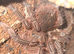 Tarantula list females, males and usexed