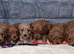 Cavapoo mix litter
