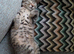 Beautiful kitten