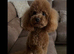 Multi-doodle generation puppies