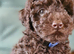 Gorgeous KC REG chocolate toy poodle pups