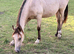 Stunning Dunn gelding