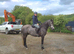 Registered 148 Dun Connemara gelding
