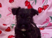 Scottish terrier x miniature schnauzer