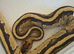 Male ball python