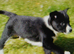 Top quality Border Collie Pups
