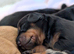 Standard dachshund puppies carrying chocolate