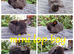 Mini lop babies available for reserve