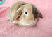 Adult mini lop for sale
