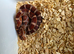 Het palmetto baby corn snakes