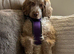 7 beautiful chocolate verities show-type cocker spaniel extensively health tested parents