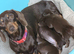 Miniature dachshund puppies