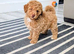 Toy poodle