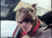 Lilac Tri pocket bully female