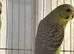 Black wing budgies