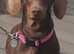 Female Dachound