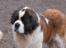 Show Quality Saint Bernard's