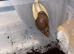 Giant African land snails (GALS) babies