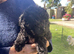 Hungarian puli cross miniature poodle