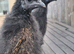 Non bearded silkies